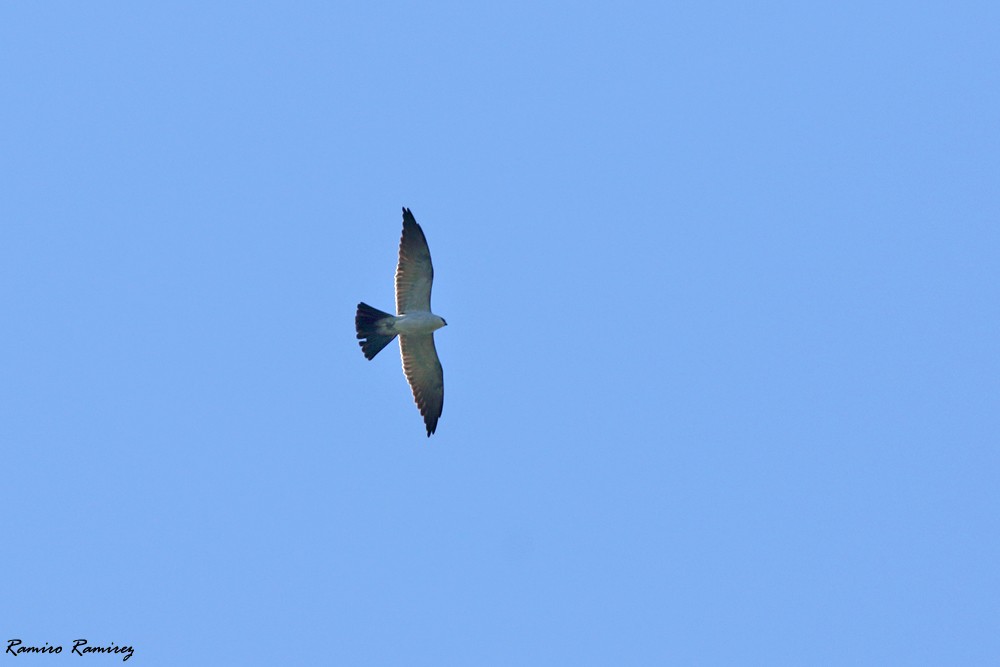 Mississippi Kite - ML543557771