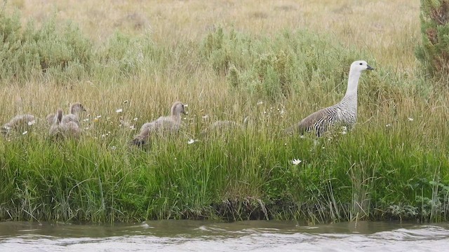 Upland Goose (Bar-breasted) - ML543557901