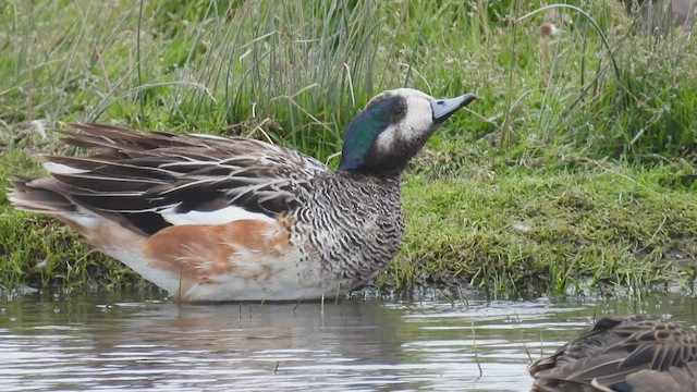 Chiloe Wigeon - ML543558071