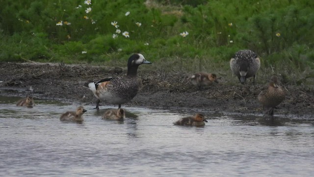 Chiloe Wigeon - ML543558081