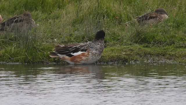 Chiloe Wigeon - ML543558091