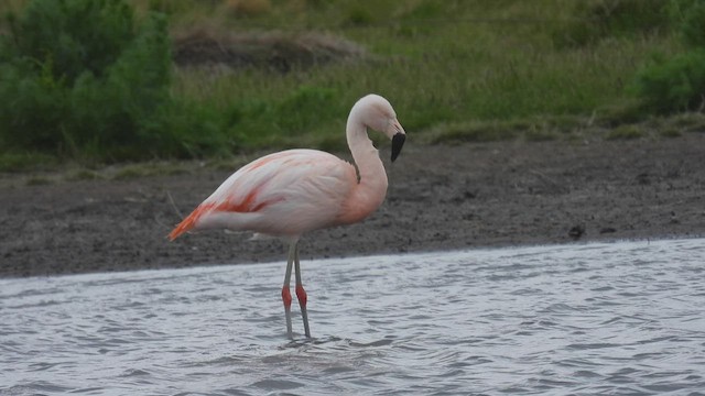 פלמינגו צ'יליאני - ML543558101