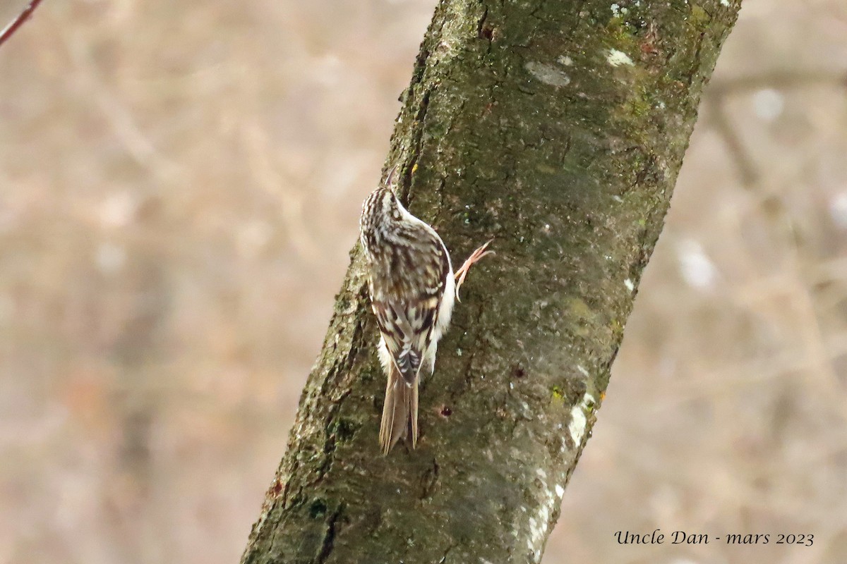 Brown Creeper - ML543558611