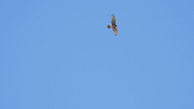 Cinereous Harrier - ML543558751