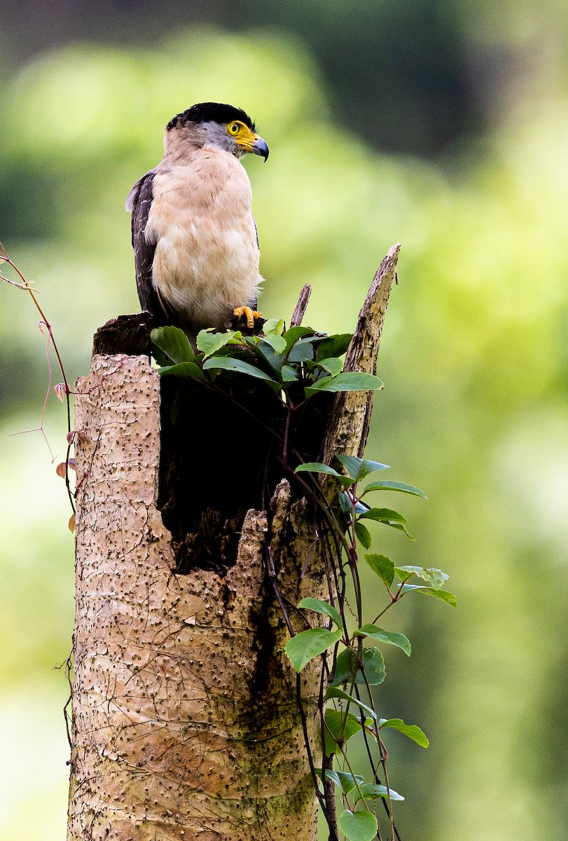 Nicobar Serpent-Eagle - ML543559631