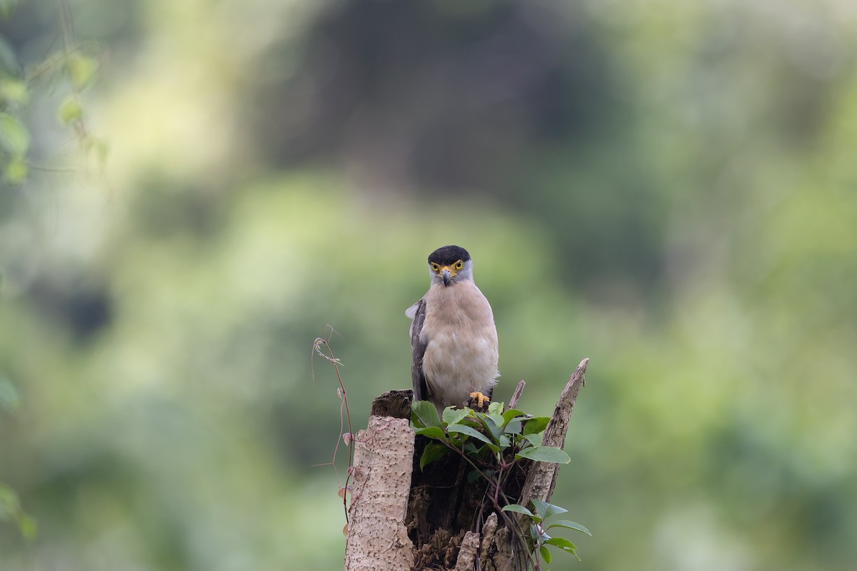 Nicobar Serpent-Eagle - ML543559641