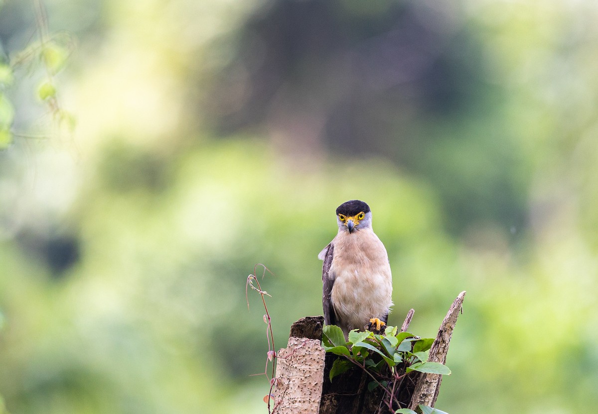 Nicobar Serpent-Eagle - ML543559651