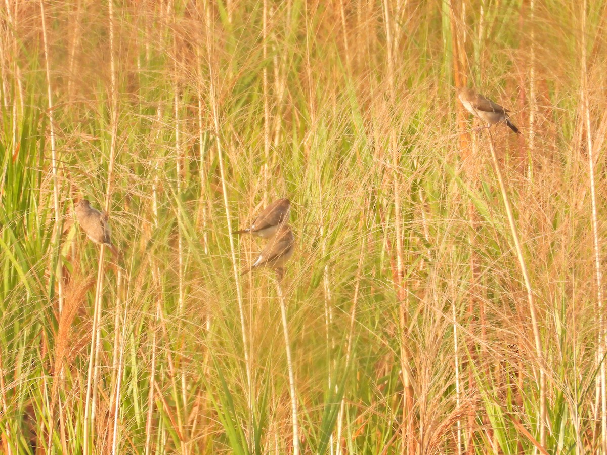 Indian Silverbill - ML543559921