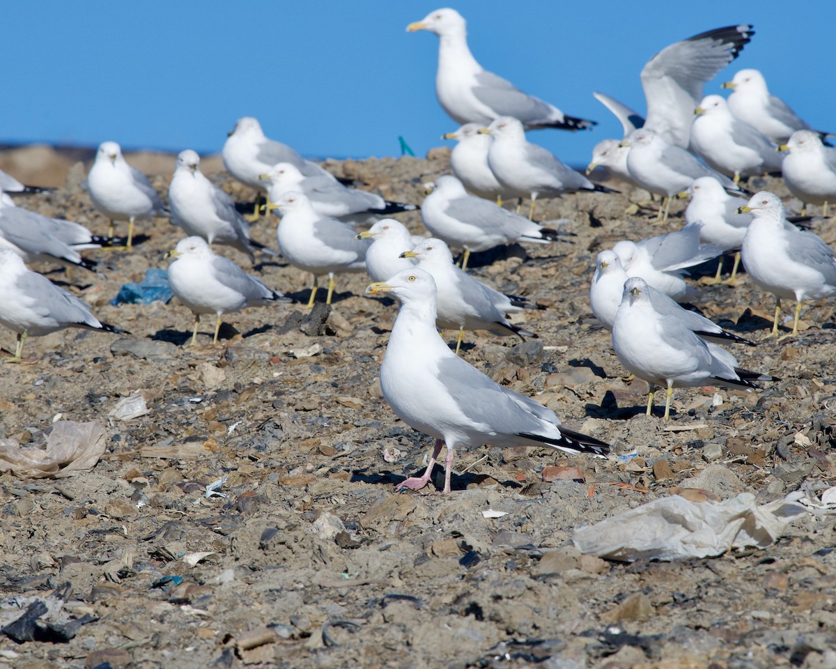 Herring Gull - ML543560141