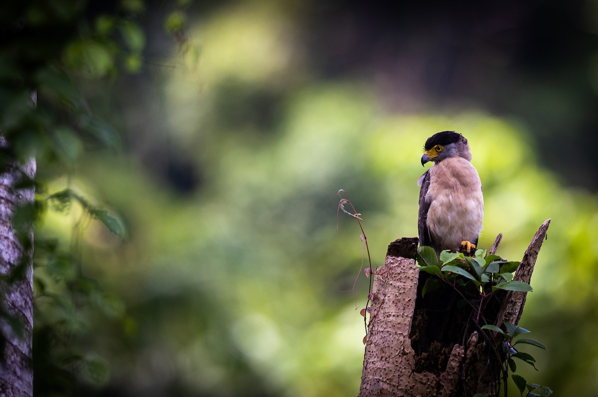 Nicobar Serpent-Eagle - ML543560341