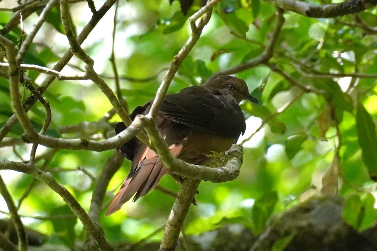 Brown Cuckoo-Dove - ML543561131