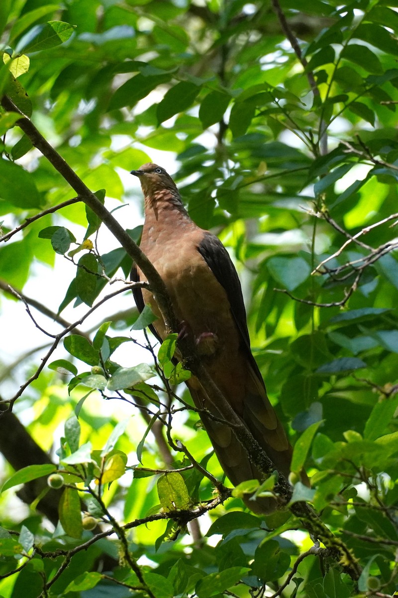 Brown Cuckoo-Dove - ML543561141