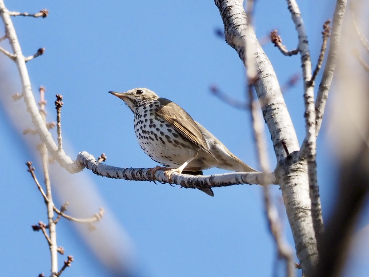 Song Thrush - ML543561151