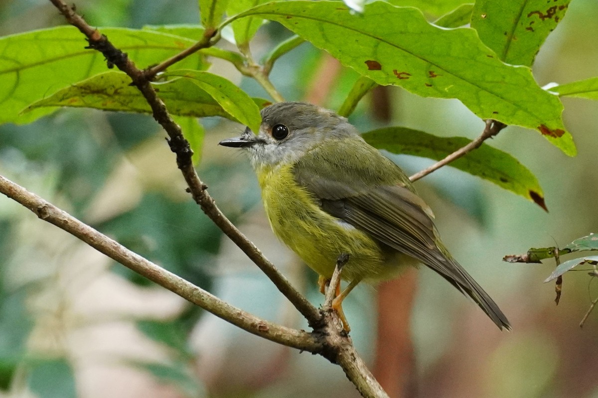 Pale-yellow Robin - ML543561171