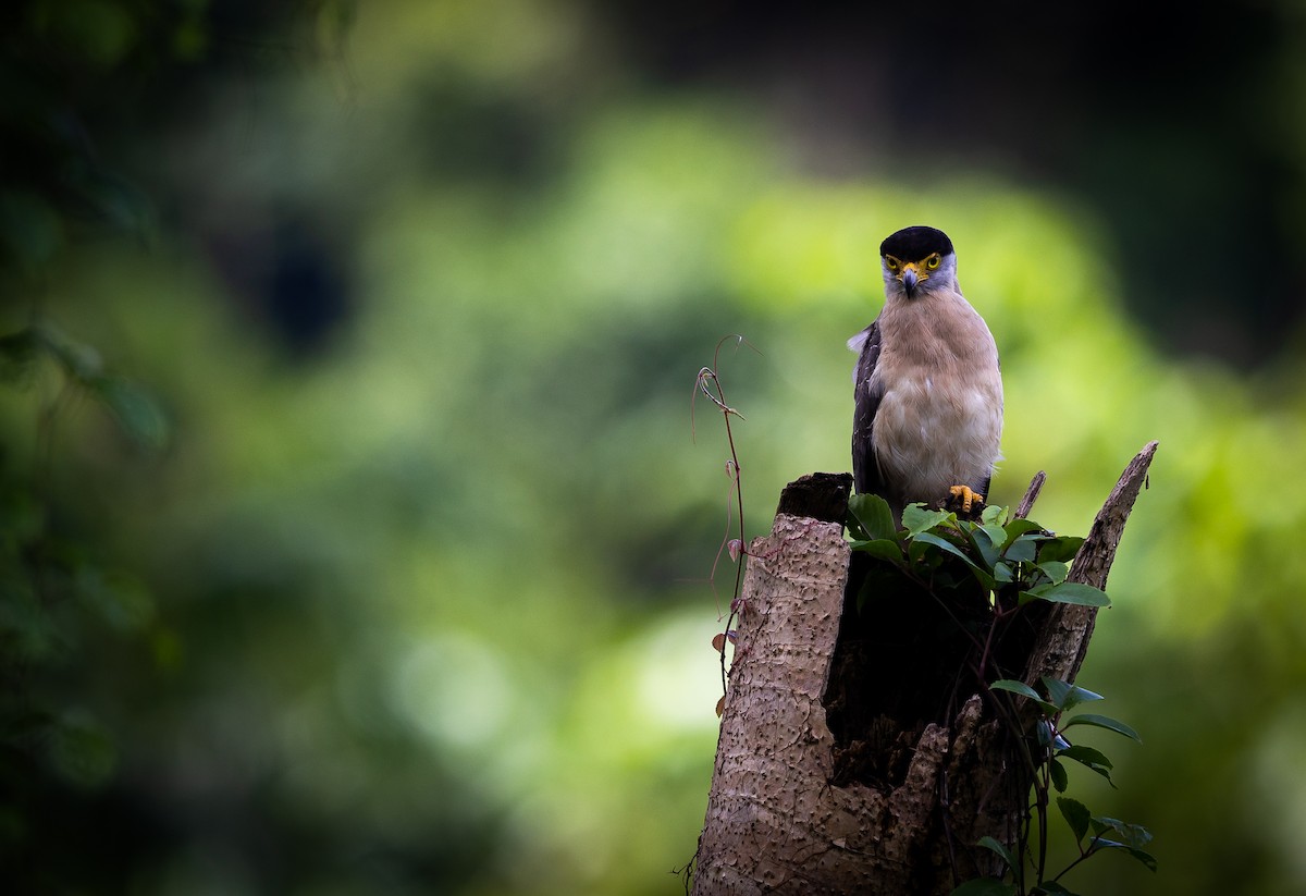 Nicobar Serpent-Eagle - ML543561201