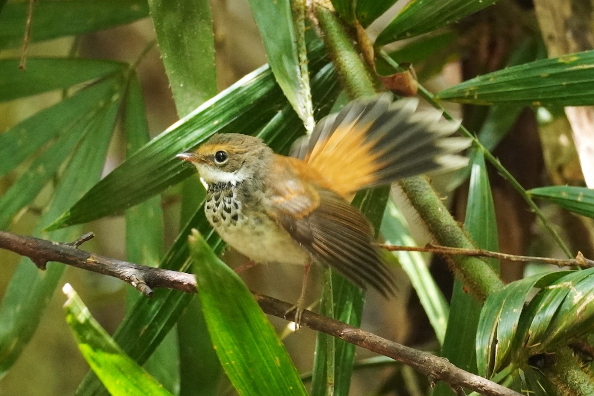 Australian Rufous Fantail - ML543561231