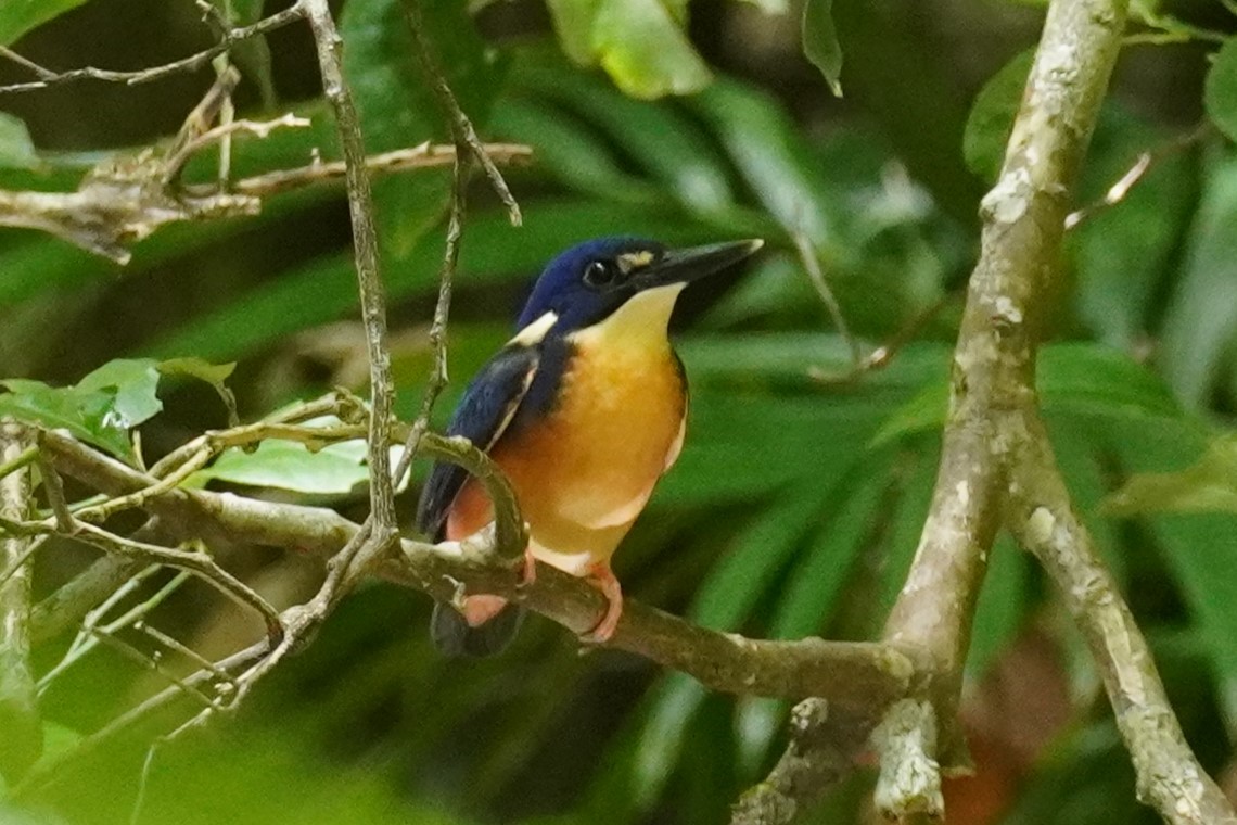 Martin-pêcheur à dos bleu - ML543561321