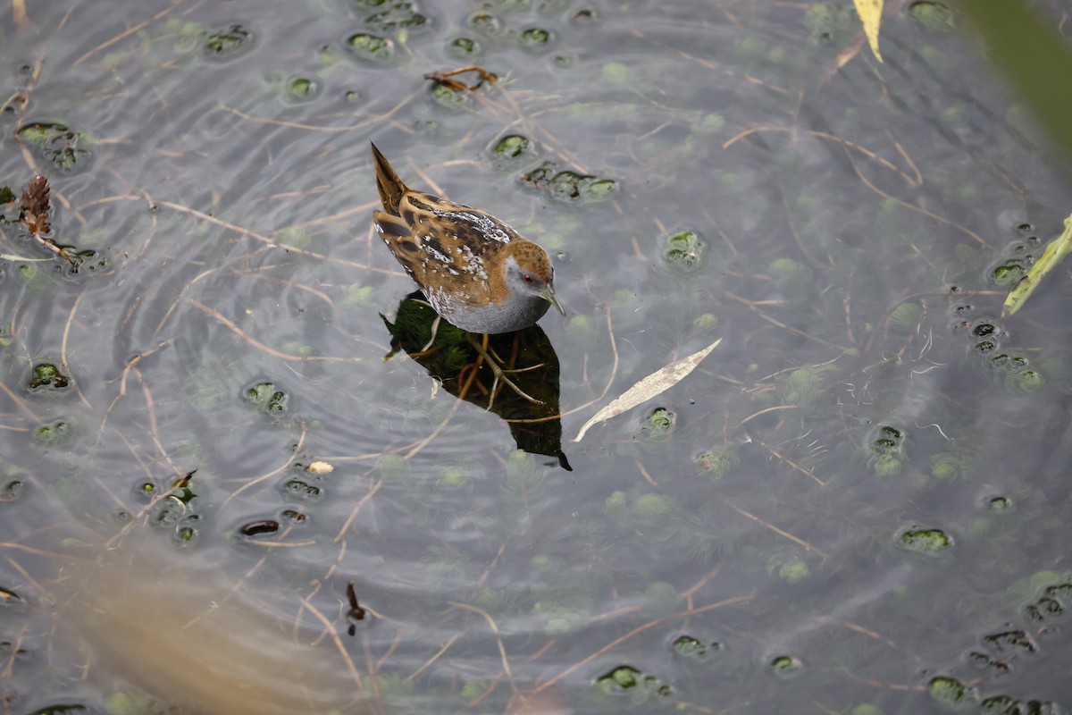 Baillon's Crake - ML543561391