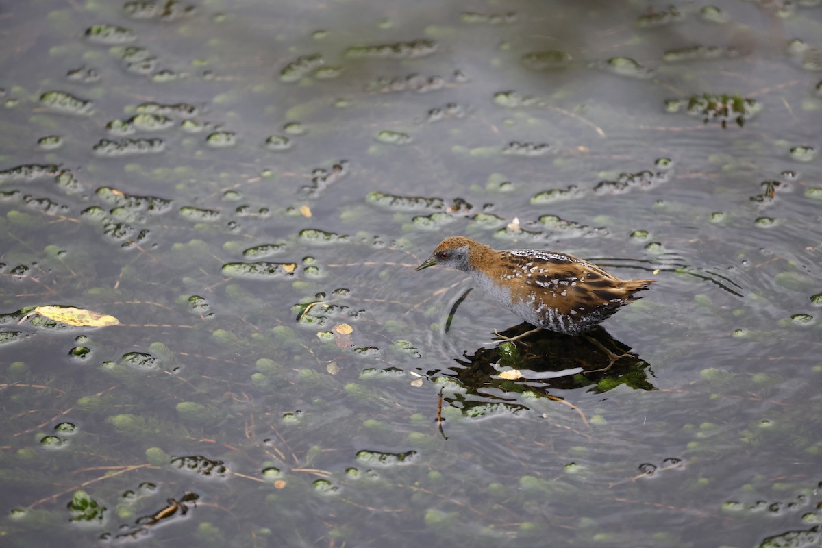 Baillon's Crake - ML543561441