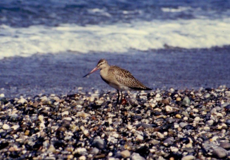 Bar-tailed Godwit - ML543562171