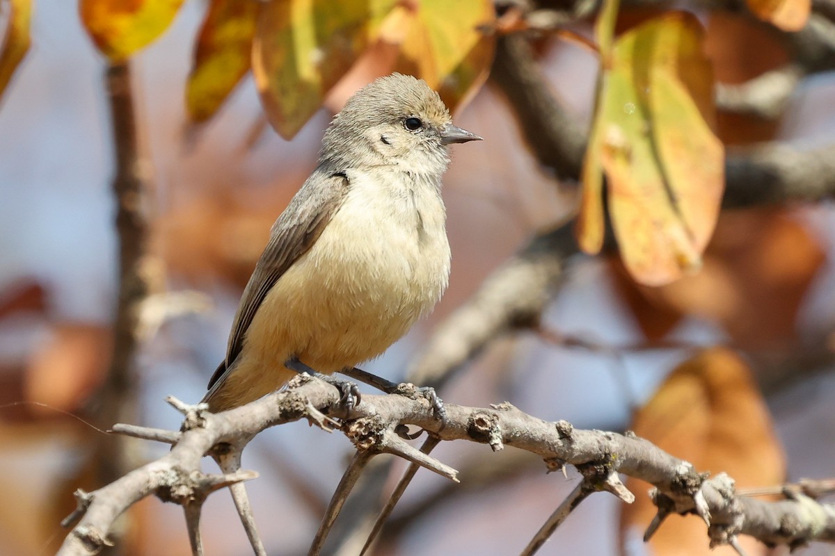 African Penduline-Tit - ML543562331
