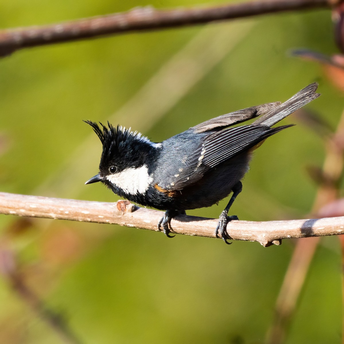 Coal Tit (Black-crested) - Bindhu Mohan