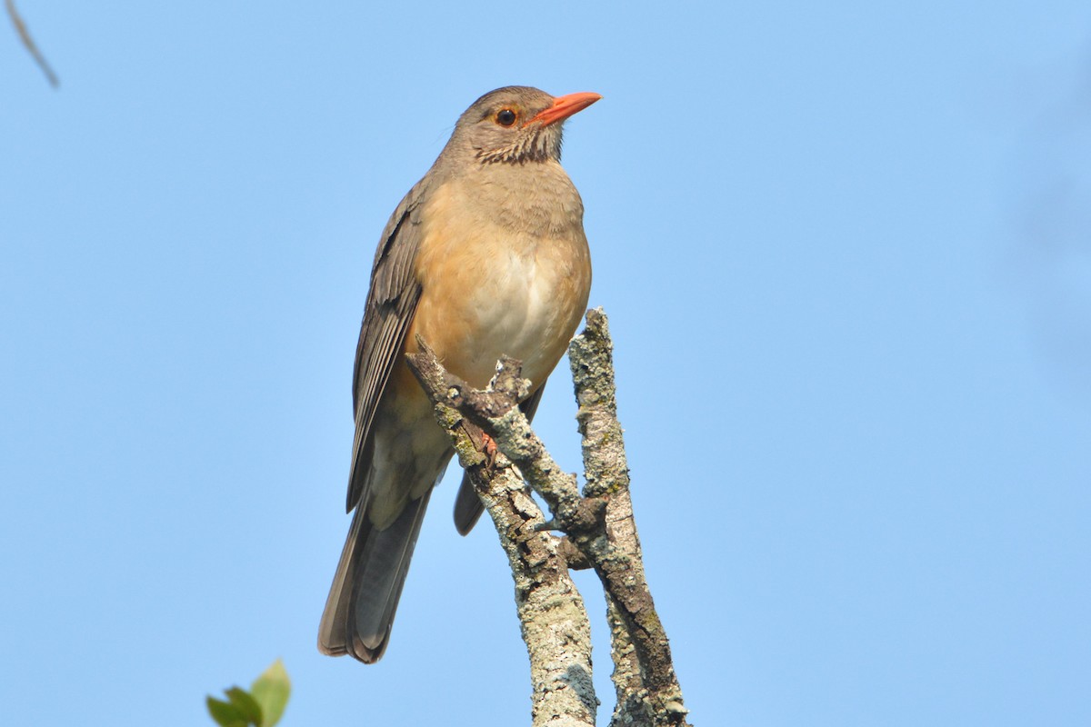 Kurrichane Thrush - ML543564541