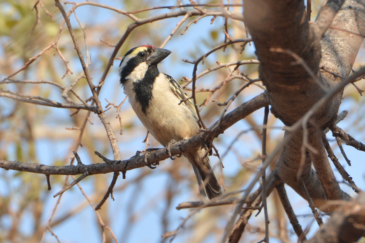 Pied Barbet - ML543564781