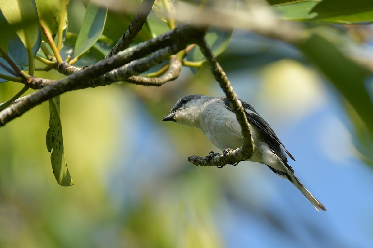 Minivet cendré - ML543565201