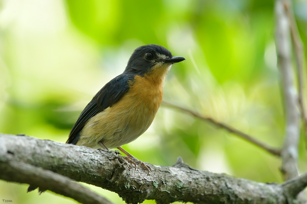 Mangrove Blue Flycatcher - ML543565371