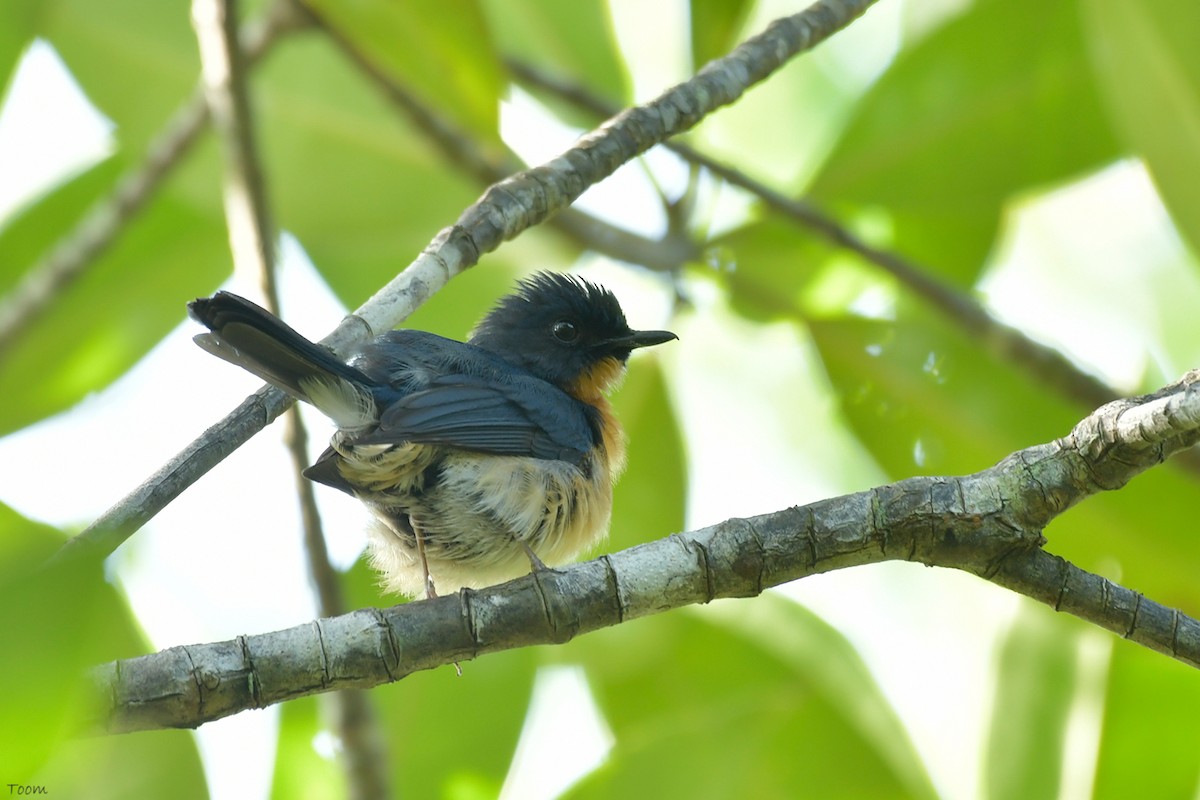 Mangrove Blue Flycatcher - Supaporn Teamwong