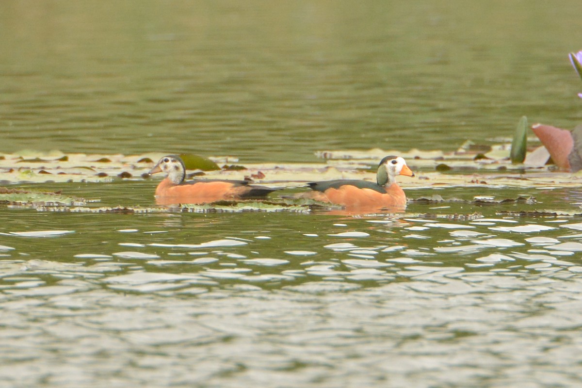 African Pygmy-Goose - ML543565491