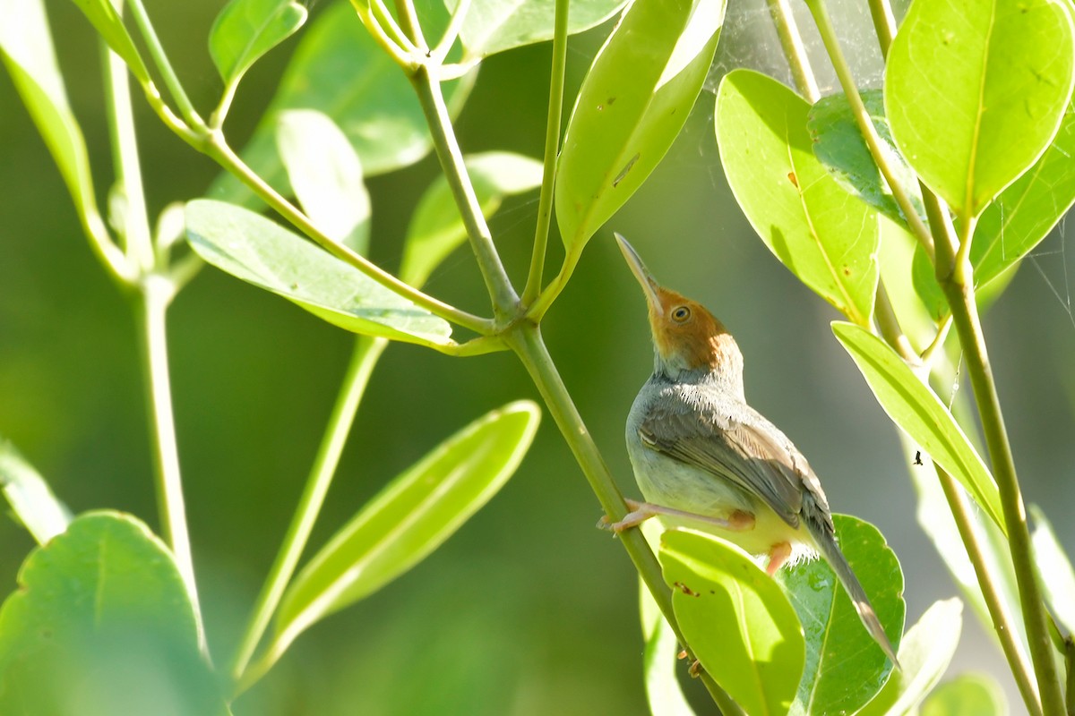 Ashy Tailorbird - Supaporn Teamwong