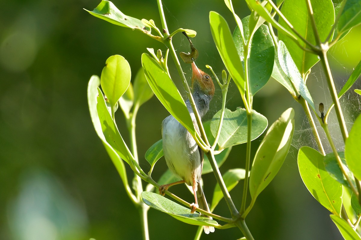 Ashy Tailorbird - Supaporn Teamwong