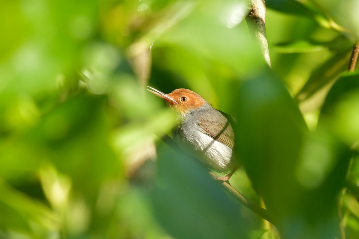 Ashy Tailorbird - ML543565601