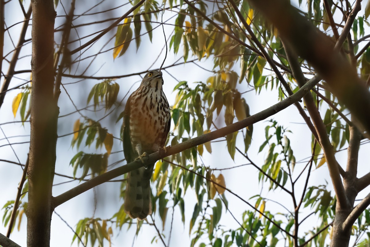 Crested Goshawk - ML543567251