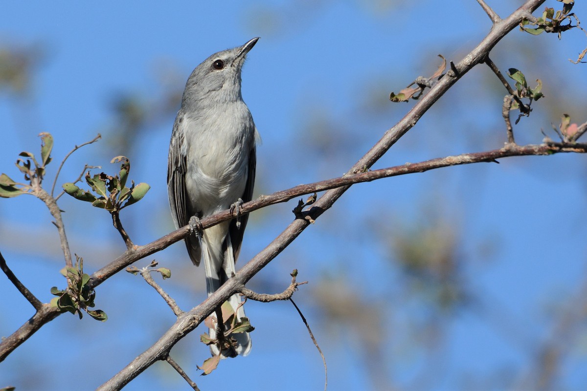 Gray Tit-Flycatcher - Daniel Engelbrecht - Birding Ecotours