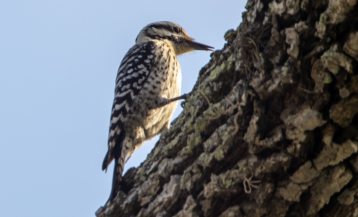 Ladder-backed Woodpecker - ML543568851