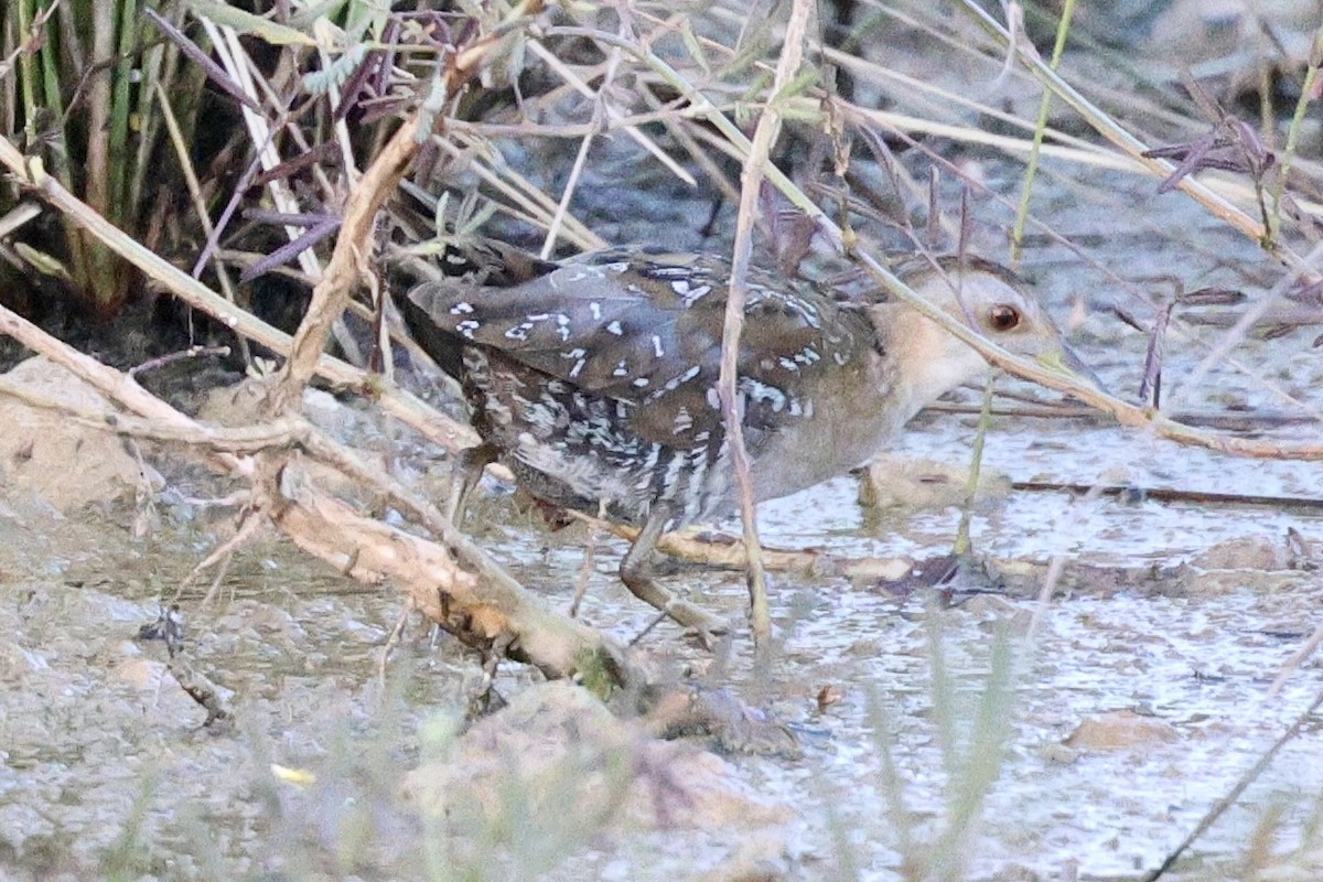 Baillon's Crake - ML543569571