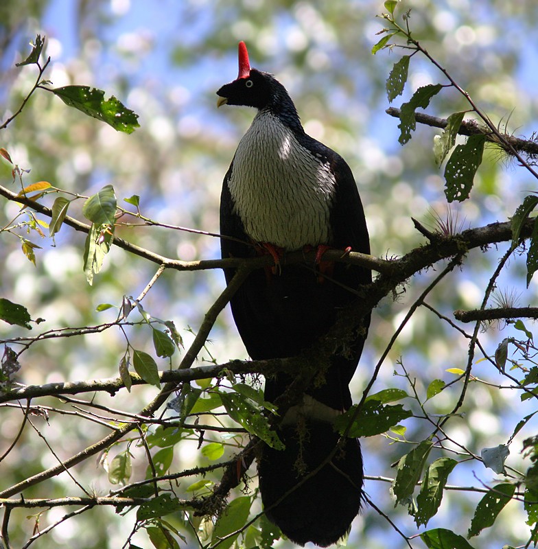 Horned Guan - ML54357051