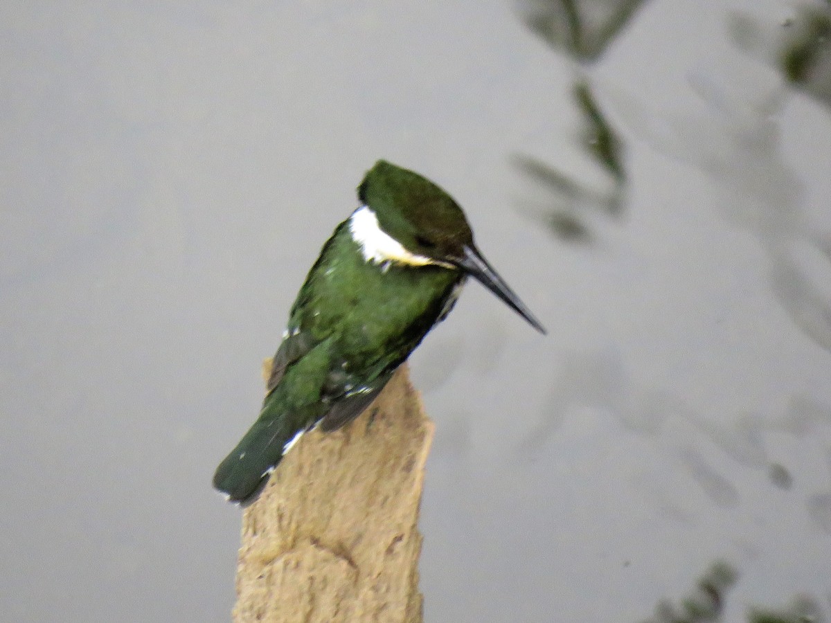 Green Kingfisher - ML543570591