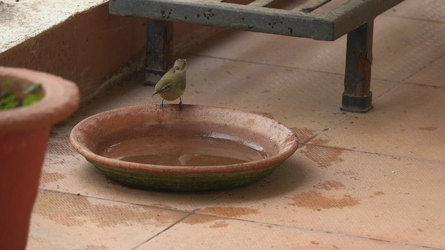 Mosquitero del Cáucaso - ML543570761