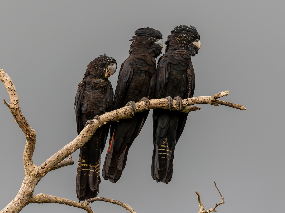 Red-tailed Black-Cockatoo - Dana Cameron