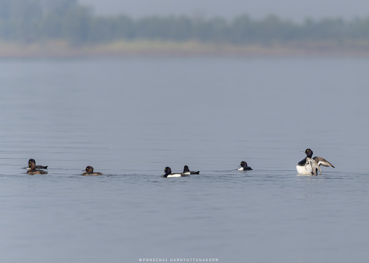 Tufted Duck - Pongchai Harnyuttanakorn