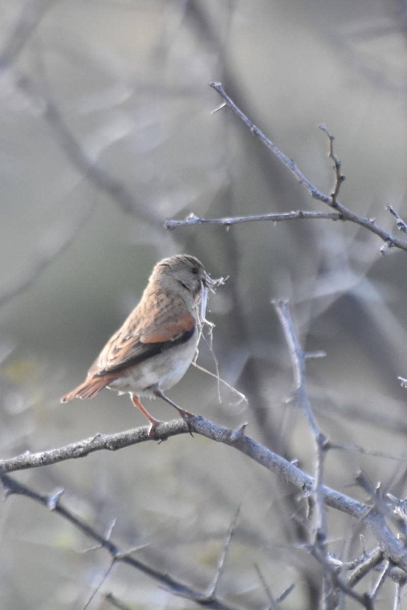 Black-headed Canary (Black-headed) - ML543574471