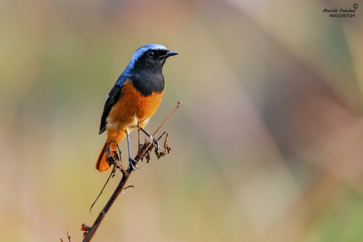 Hodgson's Redstart - ML543575961