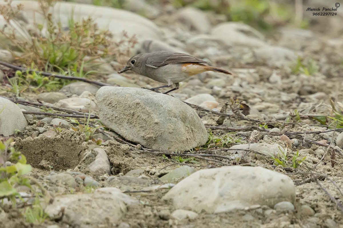 Hodgson's Redstart - Manish Panchal