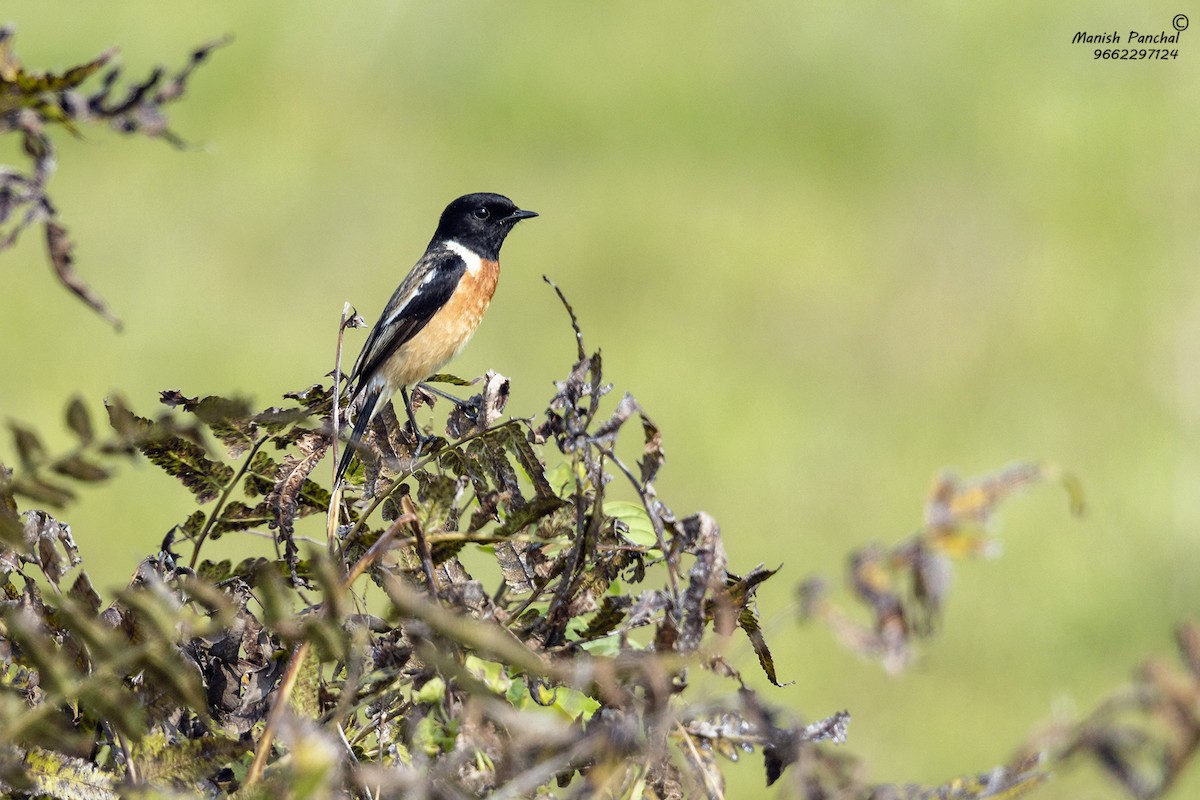 Siberian Stonechat - ML543576031