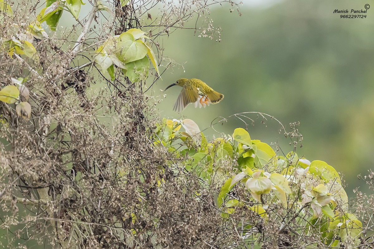 Streaked Spiderhunter - ML543576101