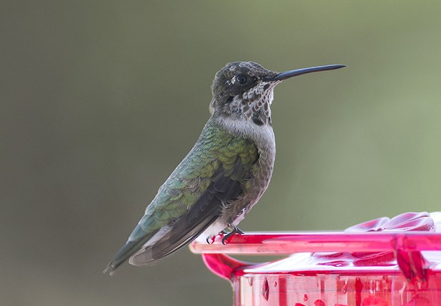 Black-chinned Hummingbird - Martin Wall